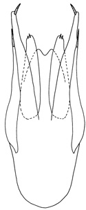 parvispinus